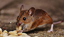 24 Hour & Emergency Exterminators in Kulm, ND